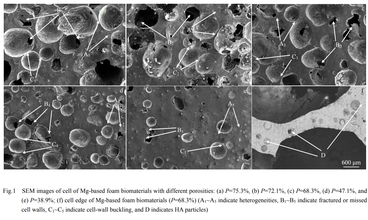 Preparation and in Vitro Degradation Behavior of Mg-based Foam Biomaterials for Bone Tissue Engineer